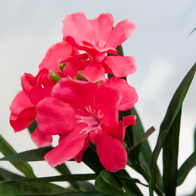 Plantas bietet die höchste Qualität wenn es um Kunstpflanzen und Kunstblumen geht