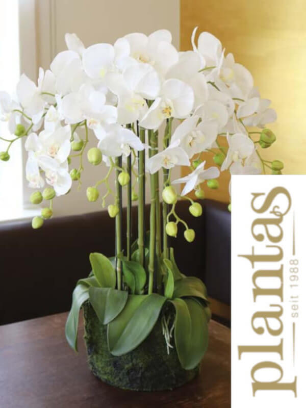 Tipps Und Wie Herstellen Orchideenpflegen