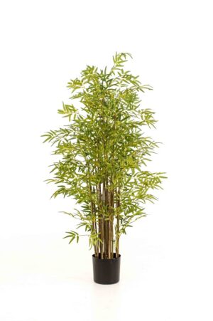 Japanischer Bambus 150