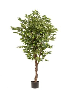 Ficus deluxe