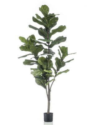 Ficus Lyrata 150