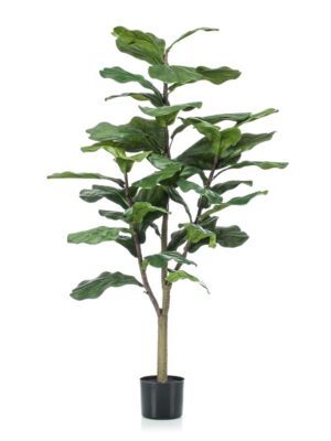 Ficus Lyrata 120